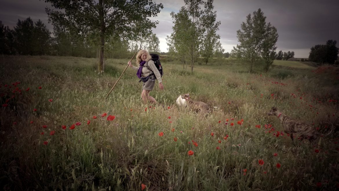 sue,pups,poppies