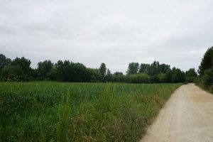 Camino de Vale de Figueira.