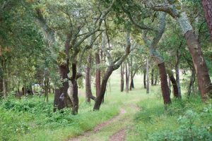 Bosque de alcornoques. camino de Tomar