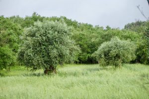 Camino de Alvaiázere