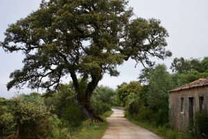 Camino de Rabaçal