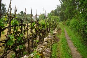 Camino de. Rabaçal.