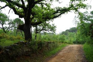 Camino de Rabaçal