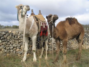 Los rumiantes son animales dóciles