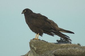 El aguilucho cenizo es una de las especies que se pueden encontarr en Costa da Morte (fotos costameiga.com)