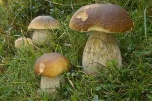 cogumelos_miscaros