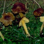 hygrocybe spadicea